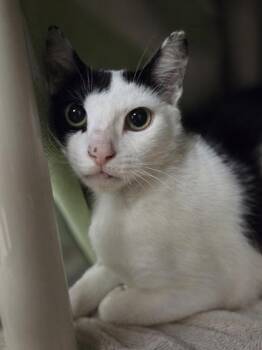 Yuki -  Domestic Short Hair Cat for Adoption in Westland, Michigan - Yuki | PetCurious