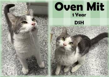 Domestic Short Hair Cats Available for Adoption in Franklin, Indiana - Oven Mit | PetCurious