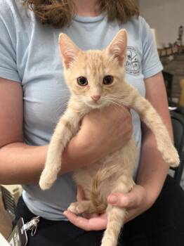 Knuckleball (Available for pre-adoption) -  Domestic Short Hair Cat for Adoption in Camden, South Carolina - Knuckleball (Available For Pre-adoption) | PetCurious