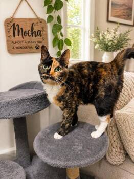 Domestic Short Hair Cats Available for Adoption in Chattanooga, Tennessee - Mocha | PetCurious