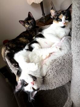 Yuki, Smidge & Bitsy -  Domestic Short Hair Cat for Adoption in Brantford, Ontario - Yuki, Smidge & Bitsy | PetCurious