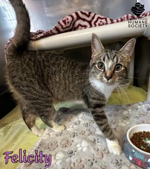 Domestic Short Hair Cats Available for Adoption in Heath, Ohio - Felicity | PetCurious