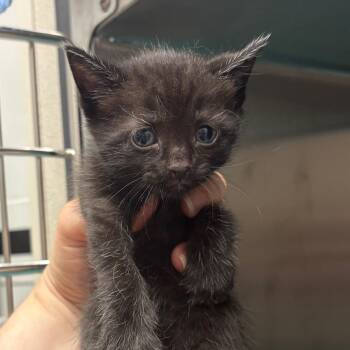 Splash Pad -  Domestic Short Hair Cat for Adoption in Morganton, North Carolina - Splash Pad | PetCurious