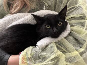 HOMER -  Domestic Long Hair Cat for Adoption in Pueblo, Colorado - HOMER | PetCurious