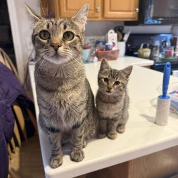 Rescue Domestic Short Hair Cats for Adoption in Canton, Massachusetts - Gracie And Hazel | PetCurious