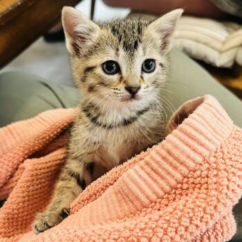 Lucy Pevensie -  Domestic Short Hair Cat for Adoption in Chattanooga, Tennessee - Lucy Pevensie | PetCurious