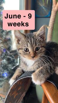 Domestic Short Hair Cats Available for Adoption - June | PetCurious