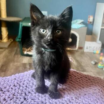 Domestic Short Hair Cats Available for Adoption in Urbandale, Iowa - Rex | PetCurious