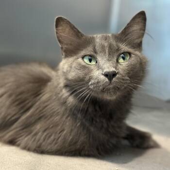 TinkerBell -  Domestic Medium Hair Cat for Adoption in Matteson, Illinois - TinkerBell | PetCurious