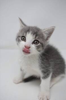 Rescue Domestic Short Hair Cats for Adoption in Grove City, Ohio - Steelo | PetCurious