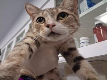 ORAGAMI -  Domestic Short Hair Cat for Adoption in Santa Fe, New Mexico - ORAGAMI | PetCurious