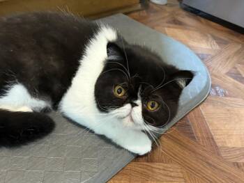 Your Majesty (Courtesy) -  Exotic Shorthair Cat for Adoption in Morristown, New Jersey - Your Majesty (Courtesy) | PetCurious
