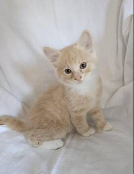 Domestic Medium Hair Cats Available for Adoption in Liverpool, Texas - Rory | PetCurious