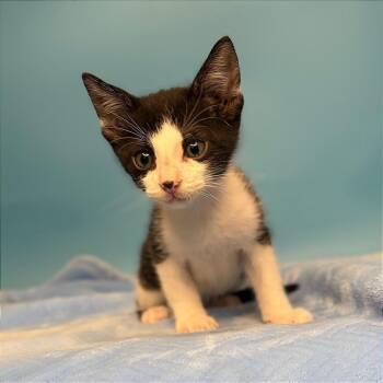 Santiago -  Domestic Short Hair Cat for Adoption in San Antonio, Texas - Santiago | PetCurious
