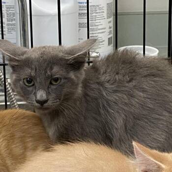 Reasons You Are Late For Work 1_2_3_4_5 -  Domestic Short Hair Cat for Adoption in Westminster, California - Reasons You Are Late For Work 1_2_3_4_5 | PetCurious