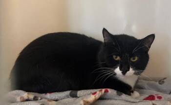 Oreo -  Domestic Short Hair Cat for Adoption in Columbia, Tennessee - Oreo | PetCurious