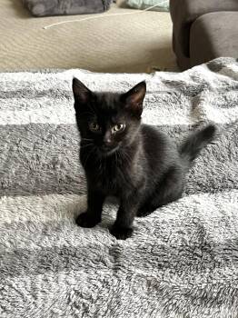 Rescue Domestic Short Hair Cats for Adoption in Calgary, Alberta - Minnie | PetCurious