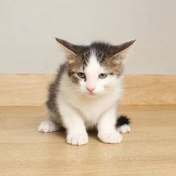 Domestic Short Hair Cats Available for Adoption in Minnetonka, Minnesota - Raikou C68632 | PetCurious