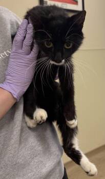 Mayflower Orchid -  Domestic Short Hair Cat for Adoption in West Chester, Pennsylvania - Mayflower Orchid | PetCurious
