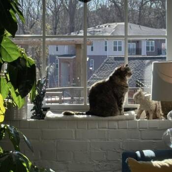 Domestic Short Hair Cats Available for Adoption in Raleigh, North Carolina - Petunia | PetCurious