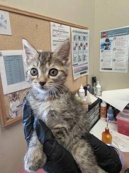 Mazy -  Domestic Short Hair Cat for Adoption in Fishers, Indiana - Mazy | PetCurious