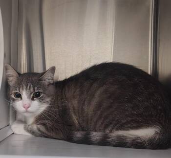WHALY -  Domestic Short Hair Cat for Adoption in St. Louis, Missouri - WHALY | PetCurious