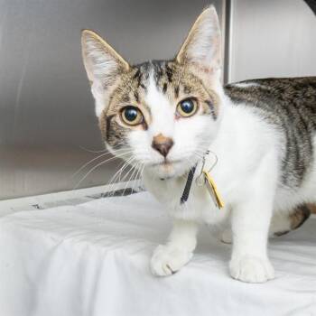 AIR FRYER -  Domestic Short Hair Cat for Adoption in St. Louis, Missouri - AIR FRYER | PetCurious