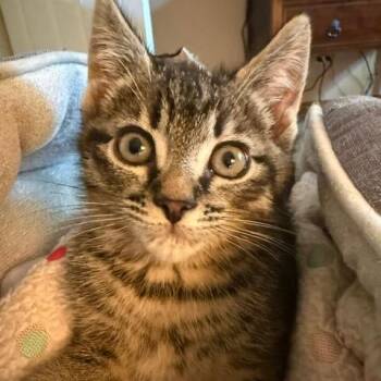 Duke -  Domestic Short Hair Cat for Adoption in Washougal, Washington - Duke | PetCurious