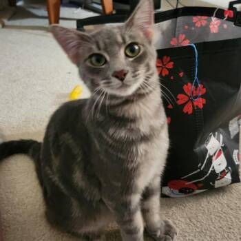 Syrup -  Domestic Short Hair and Tabby Cat for Adoption in Bolingbrook, Illinois - Syrup | PetCurious