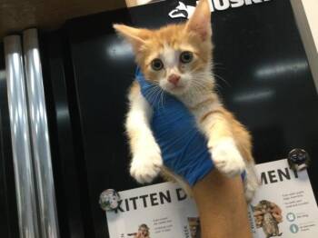 Domestic Short Hair Cats Available for Adoption in Thousand Palms, California - A1919204 | PetCurious