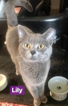 Rescue Domestic Short Hair Cats for Adoption in Cincinnati, Ohio - Lily | PetCurious