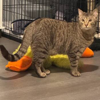 Tyson -  Domestic Short Hair Cat for Adoption in Saint Charles, Missouri - Tyson | PetCurious