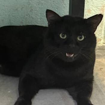 Big Mittens -  Domestic Short Hair Cat for Adoption in Bentonville, Arkansas - Big Mittens | PetCurious