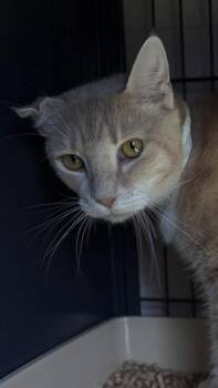 26-537 -  Domestic Short Hair Cat for Adoption in Barnesville, Georgia - 26-537 | PetCurious