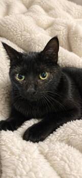 Domestic Short Hair Cats Available for Adoption in Columbia, Tennessee - Spirit | PetCurious