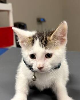 Myron -  Domestic Short Hair Cat for Adoption in Yankton, South Dakota - Myron | PetCurious
