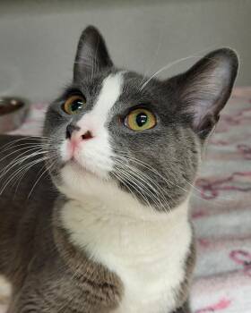 Spring Roll -  Domestic Short Hair Cat for Adoption in Grayslake, Illinois - Spring Roll | PetCurious