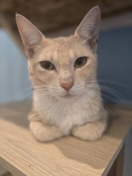 Enid -  Domestic Short Hair Cat for Adoption in Vancouver, Washington - Enid | PetCurious