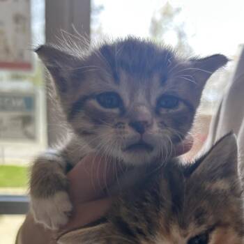 Domestic Short Hair Cats Available for Adoption in Chattanooga, Tennessee - Laurence | PetCurious