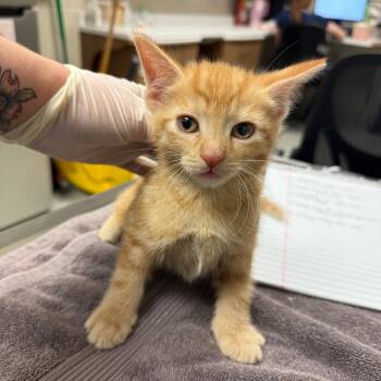 Bahama -  Domestic Short Hair Cat for Adoption in Reno, Nevada - Bahama | PetCurious