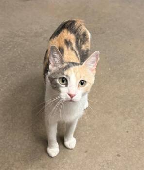 Domestic Short Hair Cats Available for Adoption - CICI | PetCurious