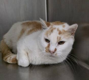 Domestic Short Hair Cats Available for Adoption - Beckett | PetCurious