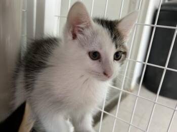 Crunch Coat -  Domestic Short Hair Cat for Adoption in Elmira, New York - Crunch Coat | PetCurious