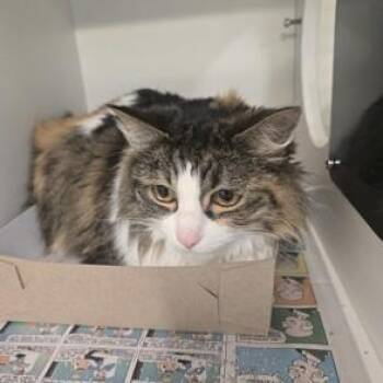 Rescue Domestic Long Hair Cats for Adoption in Phoenixville, Pennsylvania - Nissa | PetCurious