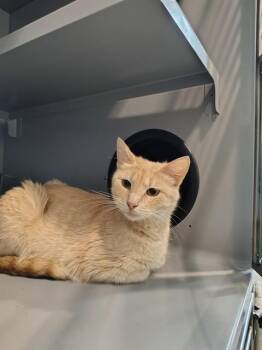 CHEDDAR -  Domestic Short Hair Cat for Adoption in Leesburg, Virginia - CHEDDAR | PetCurious