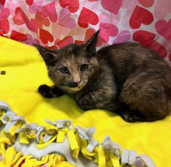 Domestic Short Hair Cats Available for Adoption - Blitzen | PetCurious