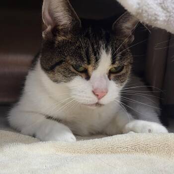 Swircle -  Domestic Short Hair and Mixed Breed Cat for Adoption in Fort Wayne, Indiana - Swircle | PetCurious