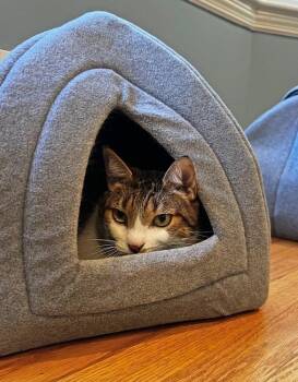 Pipo -  Domestic Short Hair Cat Available for Adoption in Silver Spring, Maryland - Pipo | PetCurious