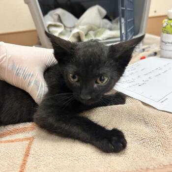 Cinder -  Domestic Long Hair Cat for Adoption in Reno, Nevada - Cinder | PetCurious