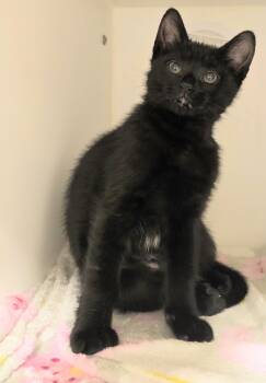 Domestic Short Hair Cats Available for Adoption - 6-103 Chrissy | PetCurious